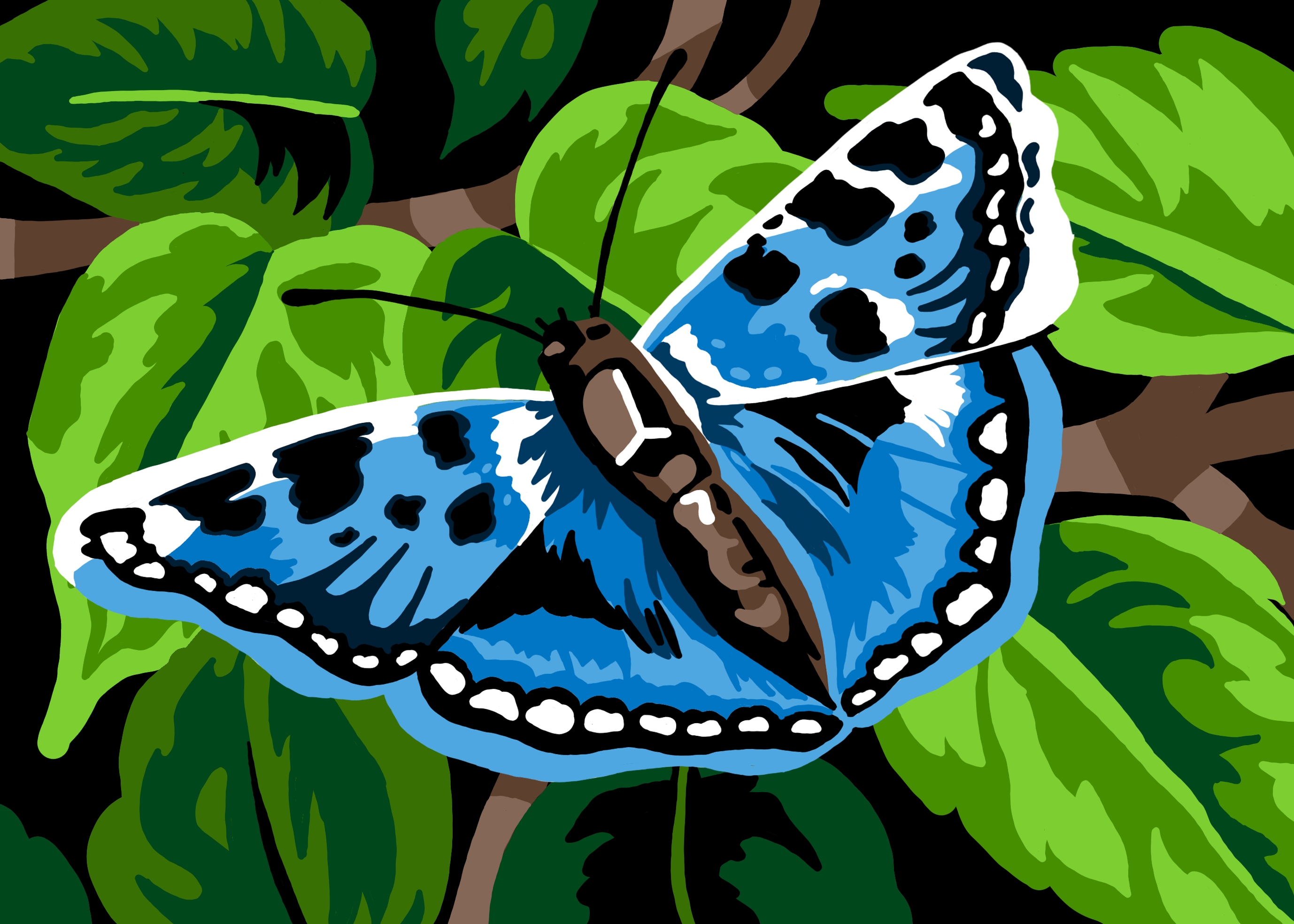 butterfly.jpg